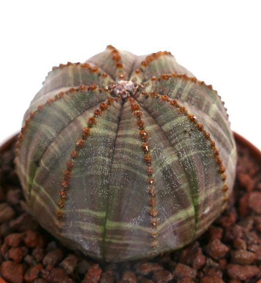 Succulente Euphorbia obesa avec corps arrondi côtelé et petits aréoles bruns en pot