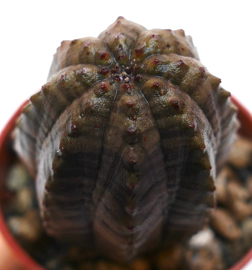 Euphorbia obesa pianta succulenta conicactus dalle creste arrotondate e piccoli tubercoli rossastri