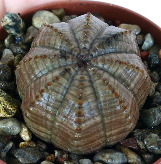 Succulenta rara Euphorbia obesa GRAY STRIATA SELECTED, sferica con costole verticali grigio striate, macchie marroni e creste testurizzate, piantata in ciottoli.