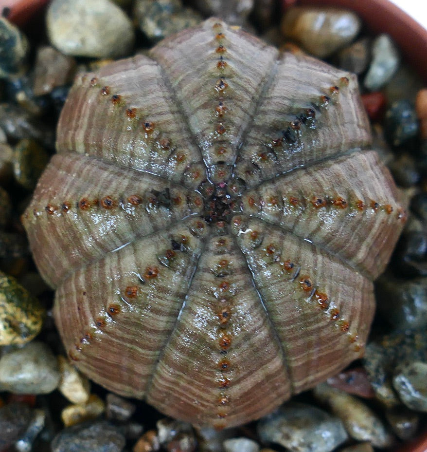 Ibrido scelto Euphorbia obesa GRAY STRIATA, vista dall'alto con distintive striature grigie, coste simmetriche e creste punteggiate di marrone per un aspetto geometrico.