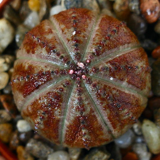 Pianta grassa Euphorbia obesa in un piccolo vaso, forma rotonda simile a un cactus con strisce alternate verdi e violacee.