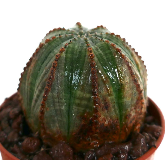 Euphorbia obesa sukkulent kaktus med avrundet form og brunlige ribber i potte