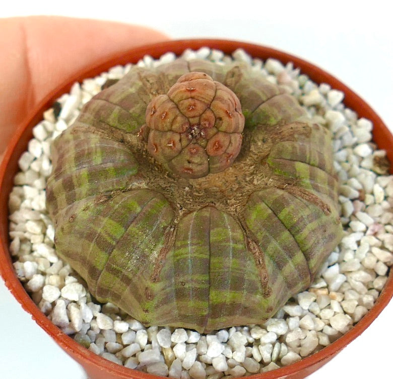 Euphorbia obesa succulent cactus with green-gray striped rounded body and textured apex