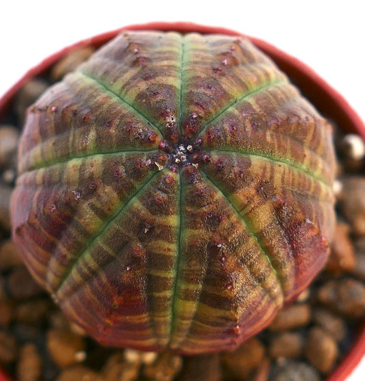 Euphorbia obesa sukkulent med grønn og rødstripet variert rund kropp