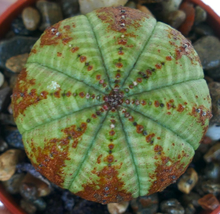 Toppvisning av Euphorbia obesa GRØNN KULE MED BRUNE PILER, som viser dens runde symmetri med radiære ribber, grønn overflate og iøynefallende brune pilformede variegasjoner.