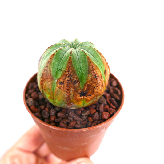 Succulente Euphorbia obesa avec corps vert et marques brunes en forme de flèche dans un petit pot