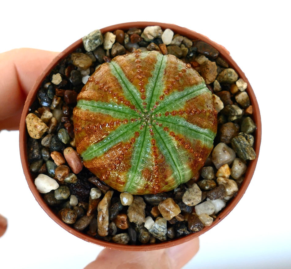 ユーフォルビア・オベサ | Botanical Archive | ユニークな多肉植物を