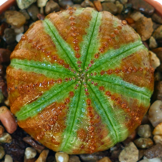Gros plan de Euphorbia obesa vu de dessus, mettant en valeur ses côtes symétriques aux tons verts et bronze alternés.