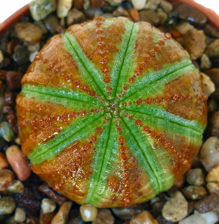 Vista aérea da suculenta Euphorbia obesa, mostrando as suas costelas padrão com riscas verde brilhante e cristas texturizadas castanho-avermelhadas.