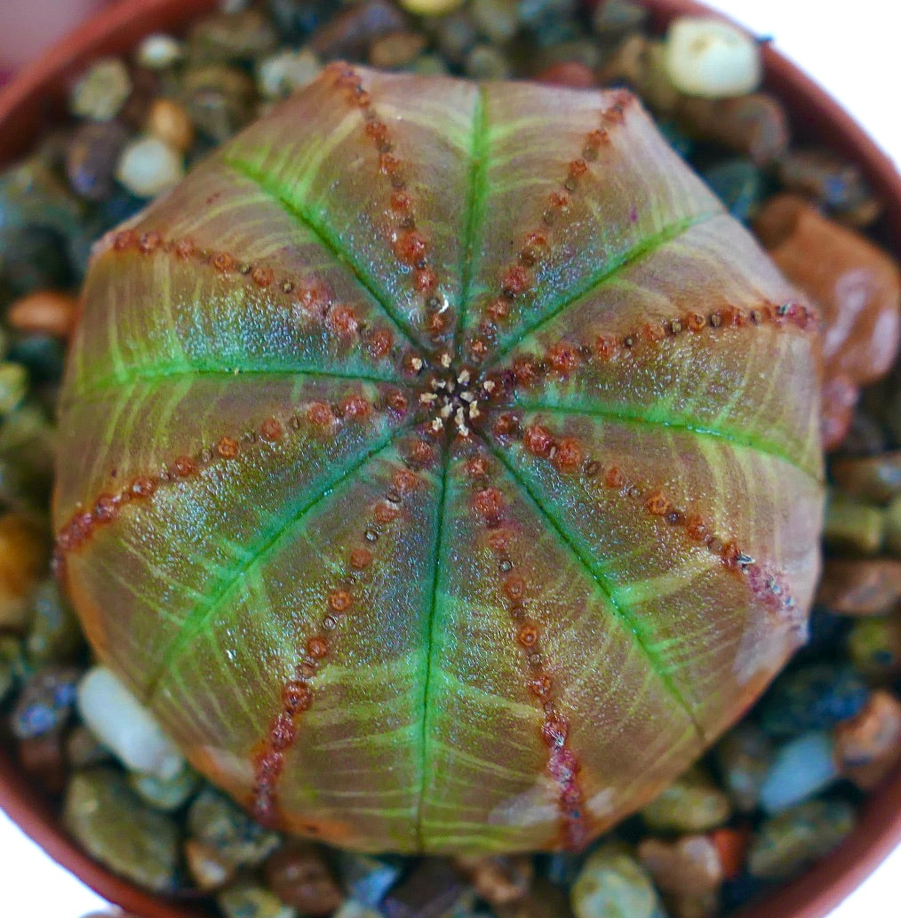 ユーフォルビア・オベサ | Botanical Archive | ユニークな多肉植物の発見