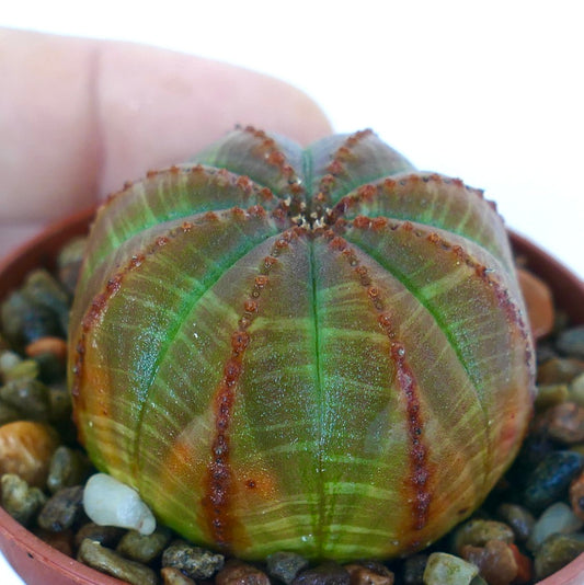 Collectible Euphorbia obesa GREEN BROWN STRIATA cactus, photographed from the side, displaying its round ball shape with vivid green ribs, brown striping, and symmetrical rib pattern.