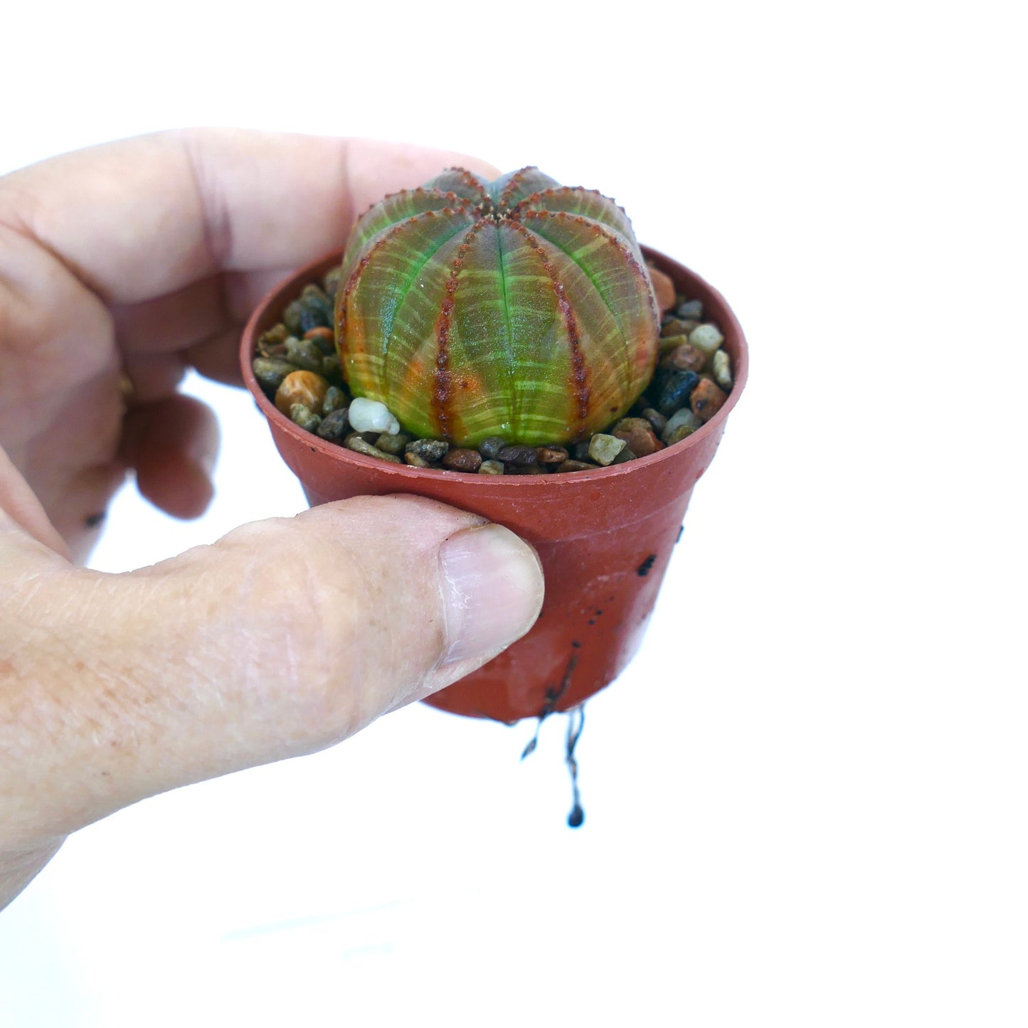Euphorbia obesa GREEN BROWN STRIATA hybrid succulent in a small pot, compact and spherical with contrasting green and brown variegated lines across its ribbed structure.