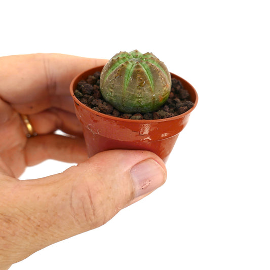 Euphorbia obesa small succulent with rounded green ribbed body in pot held by hand