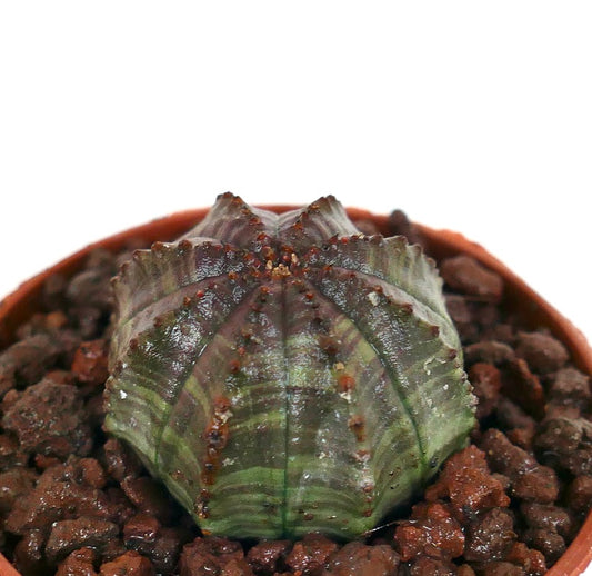 Euphorbia obesa sukkulent kaktus med grønngrå ribbet stjerneformet kropp og små brune knuter