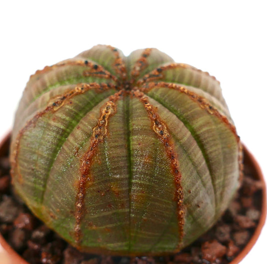 Euphorbia obesa sukkulent kaktus med rund, ribbet kropp og brune teksturerte linjer