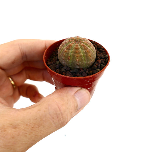 Euphorbia obesa small round succulent with ribbed green and orange body in pot