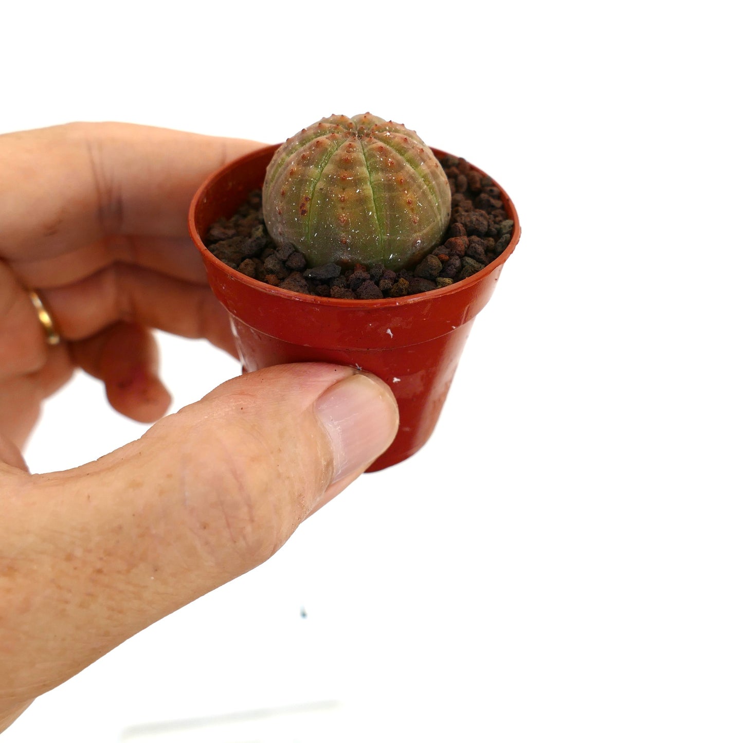 Euphorbia obesa pequena suculenta arredondada com tons verdes e laranja em vaso