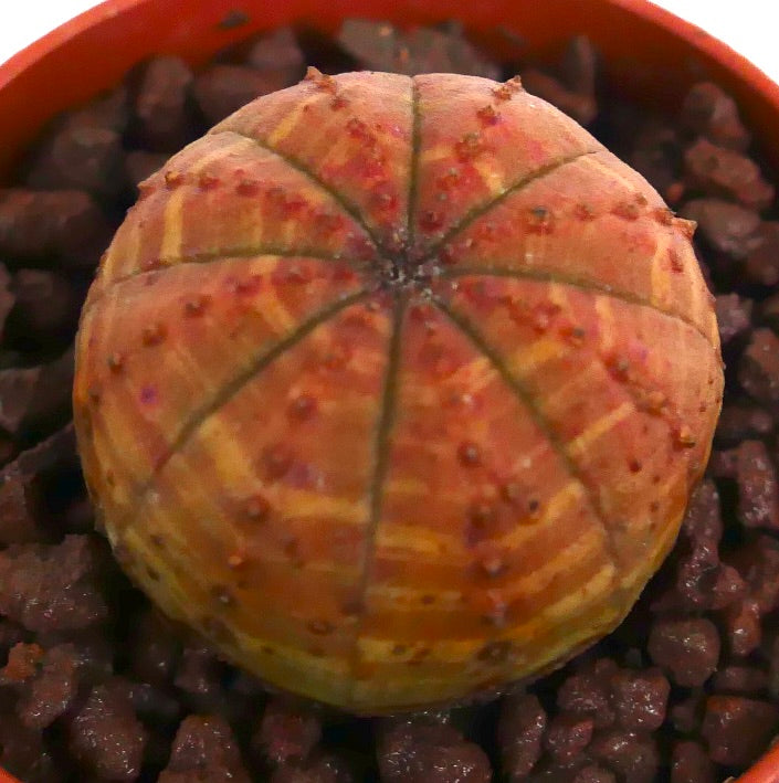 Euphorbia obesa sjelden sukkulent med rund form og oransje stripete variegasjon