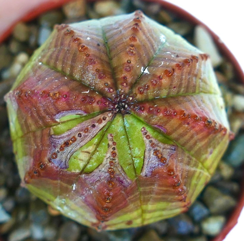 Bovenaanzicht van Euphorbia obesa, met een symmetrische sterrenachtige ribstructuur met afwisselend groene en roodpaarsachtige delen en gevlekte bruine tuberkels, in een pot gevuld met kiezelstenen.