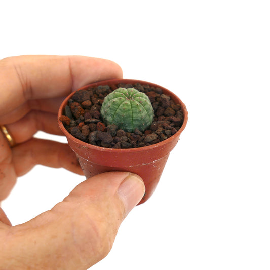 Euphorbia obesa petite plante succulente ronde avec corps vert côtelé et petites épines en pot