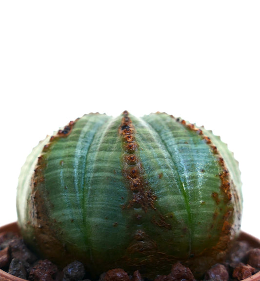 Euphorbia obesa succulent cactus avec un corps vert arrondi à nervures et des marques brunes