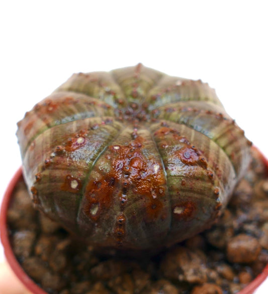 Cactus succulent Euphorbia obesa avec des côtes arrondies en forme d'étoile et une surface texturée
