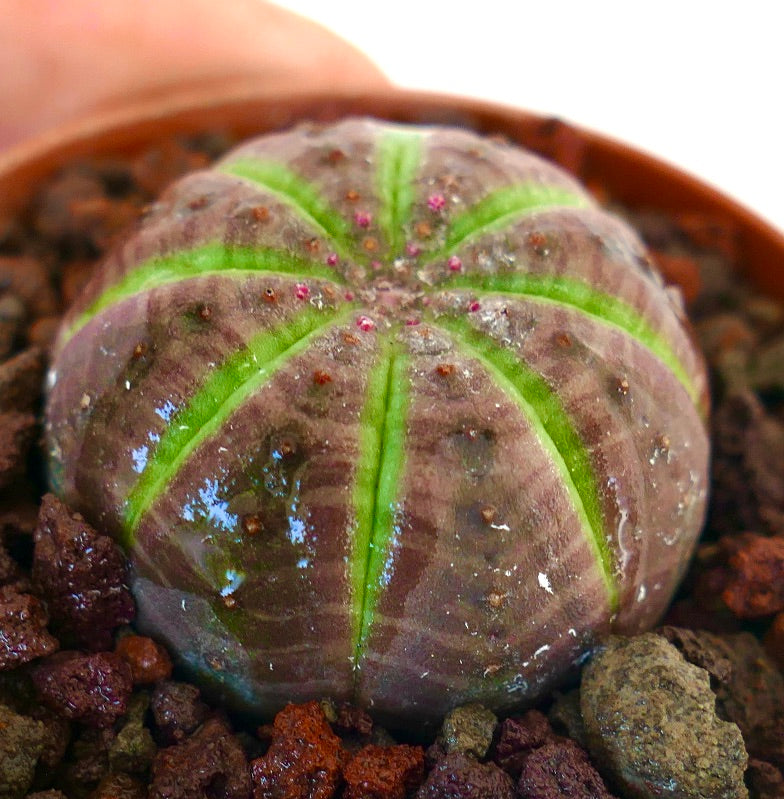 Suculenta Euphorbia obesa com forma arredondada e riscas verticais verdes numa superfície castanha