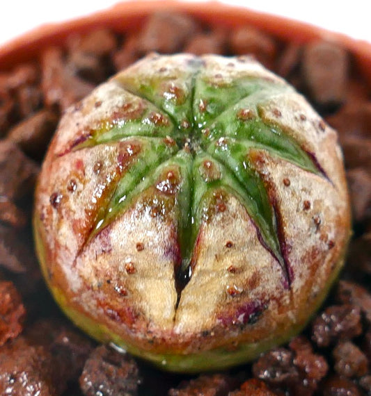 Euphorbia obesa sukkulent med avrundet form og teksturert grønn og brun overflate
