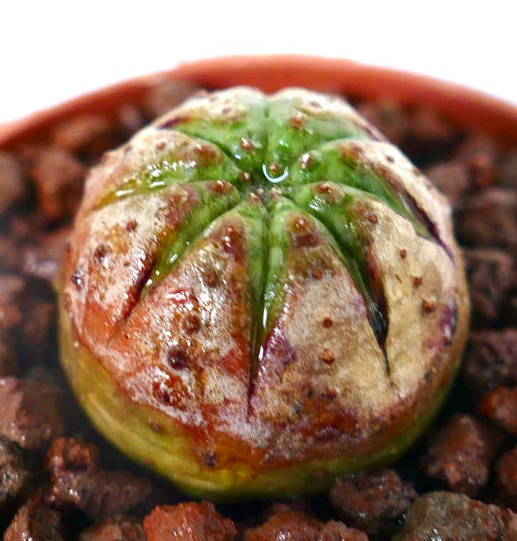 Euphorbia obesa sukkulent med rund form og teksturert grønn og brun overflate