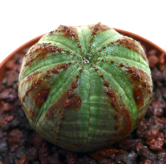 Euphorbia obesa succulente à forme ronde avec des motifs texturés verts et bruns