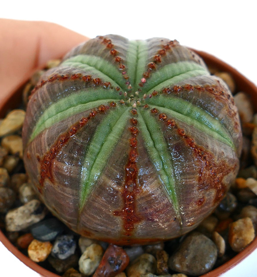 Vista lateral de Euphorbia obesa num vaso, mostrando o seu corpo segmentado e arredondado com padrões fortes de costelas verdes e saliências castanho-avermelhadas num fundo escuro com tons púrpura.