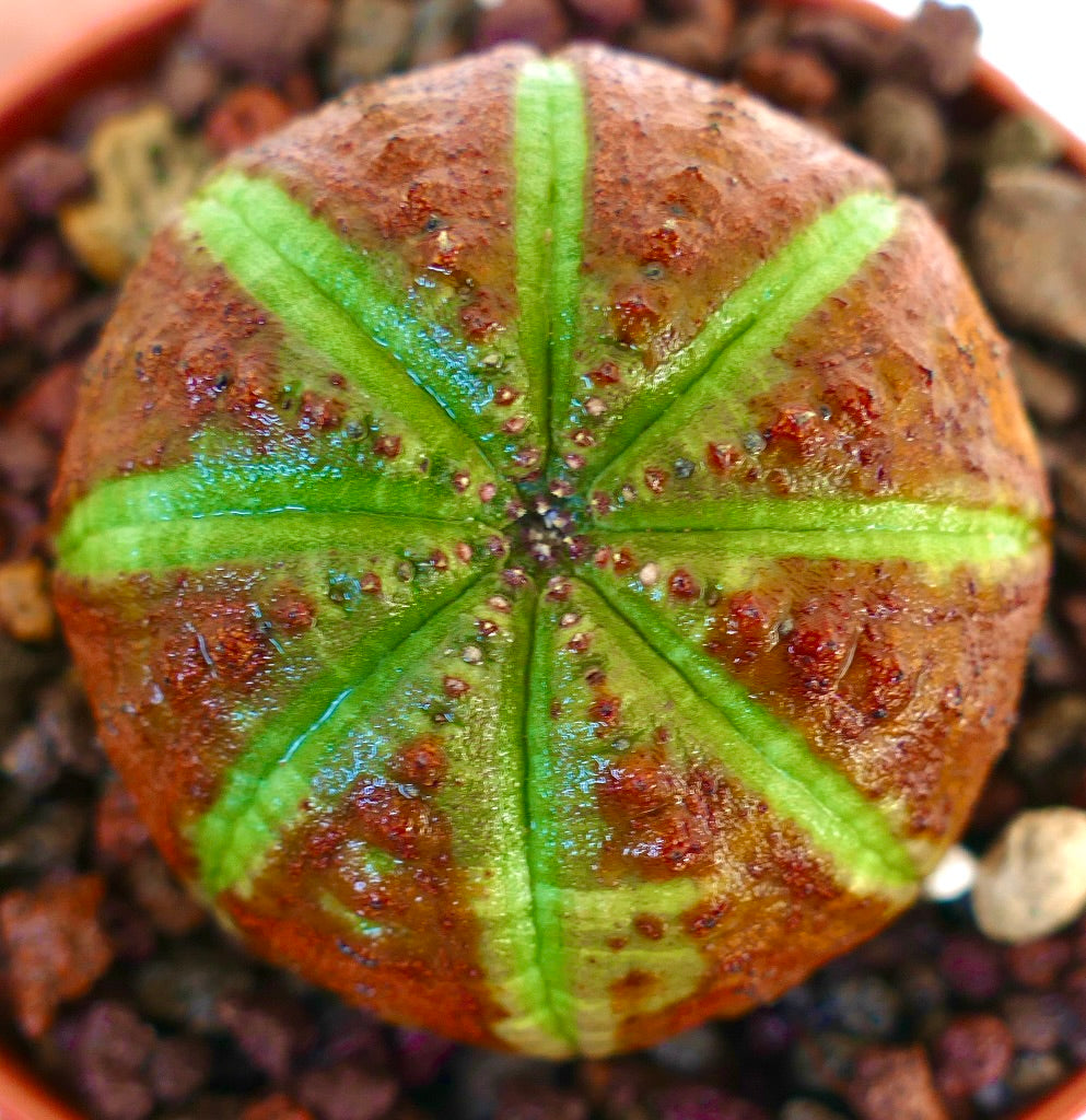 Detaljert oversiktsbilde av Euphorbia obesa Green Star Shape, som viser livlige grønne stjernformede åser som deler den brune, avrundede stammen, omgitt av grov steinete underlag.