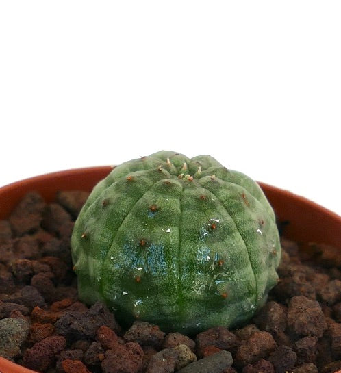 Euphorbia obesa cactus succulent avec corps vert arrondi et côtelé et petites épines