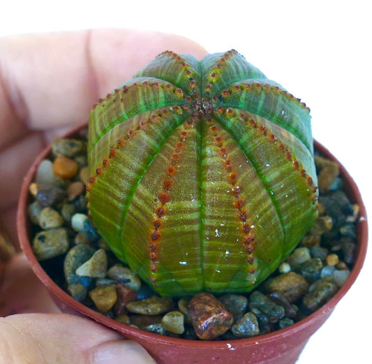 Vue latérale d’Euphorbia obesa Green Striata, succulent sphérique vert vif avec des côtes rayées verticales et de petites crêtes brunes, cultivé dans un petit pot avec un sol gravillonné.