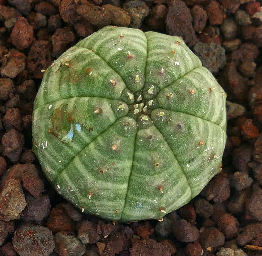 Succulente Euphorbia obesa avec un corps arrondi rayé vert et de petites épines