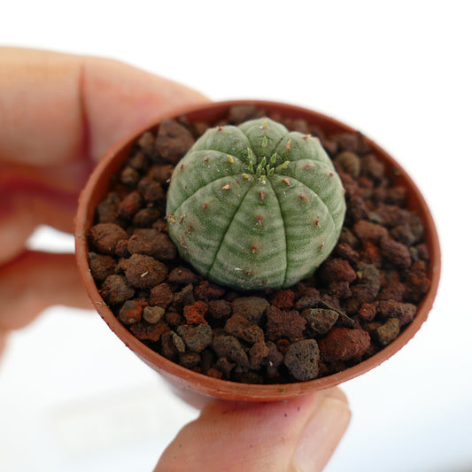 Euphorbia obesa petit cactus succulent rond avec un corps vert côtelé et de petites épines