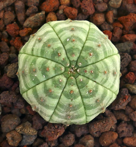 녹색 줄무늬 패턴과 질감 있는 표면에 작은 붉은 돌기들이 있는 유포르비아 오베사 다육식물