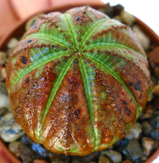 Succulenta Euphorbia obesa in vaso, che mostra il suo corpo a forma di cupola con creste alternate verdi e marrone ruggine.