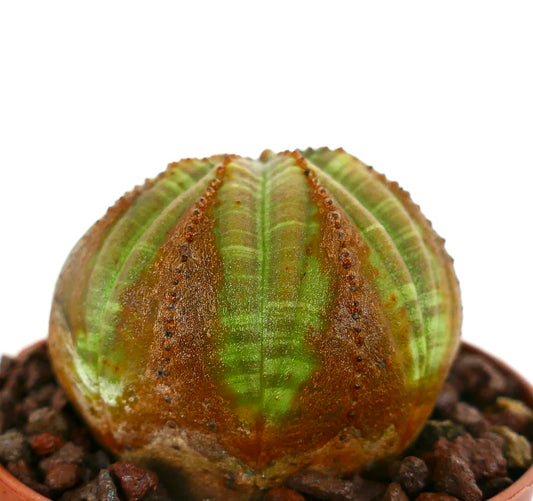 Euphorbia obesa sukkulent kaktus med grønn og brun ribbet teksturert overflate