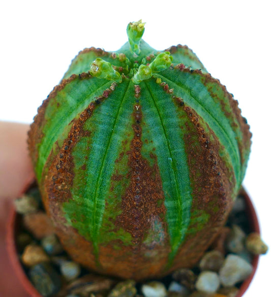 Euphorbia obesa VERDE CON SEGNI MARRONI cactus, vista laterale che mostra le sue coste verticali, corpo verde con distintive macchie marroni e piccoli germogli in sviluppo sulla sommità.