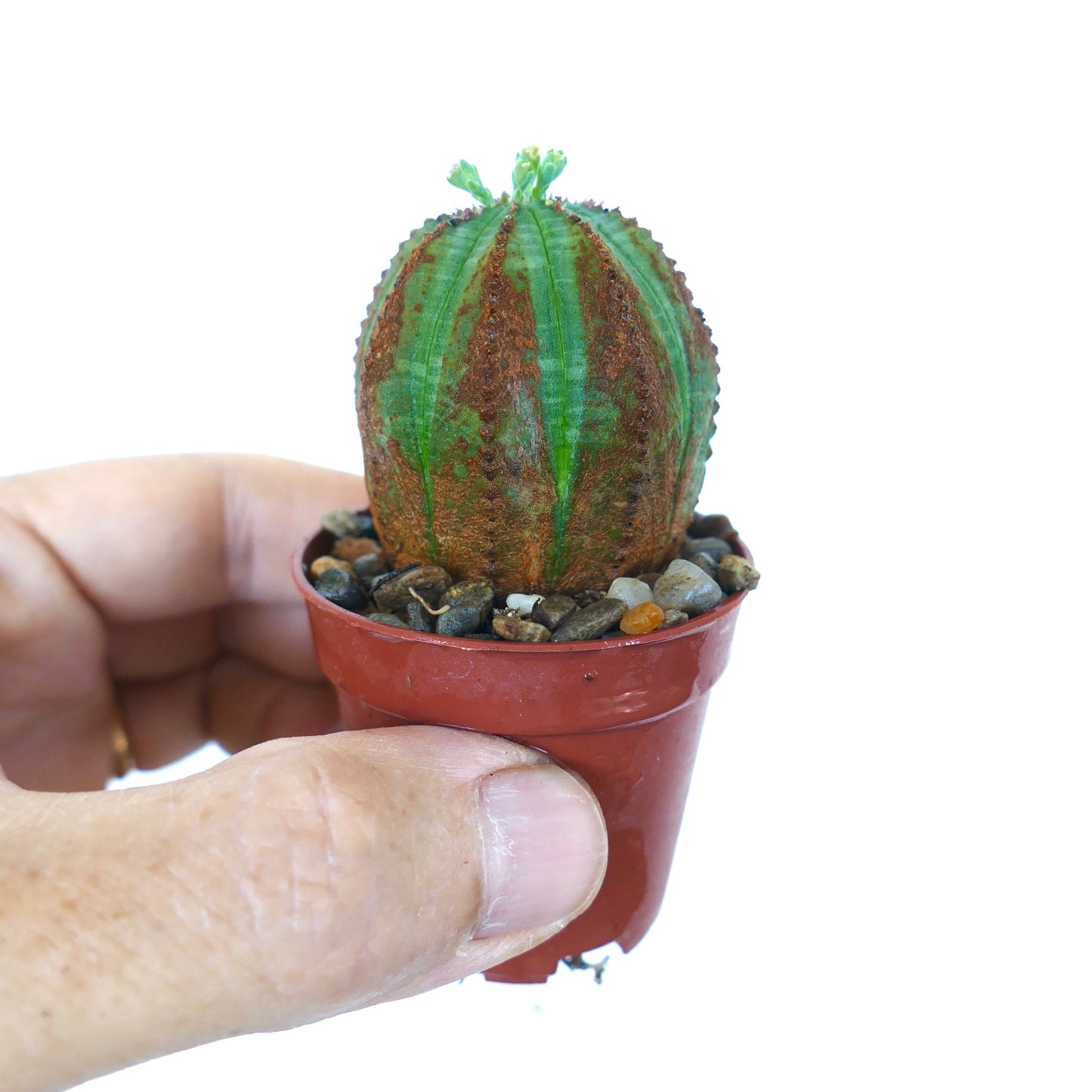 소형 화분에 담긴 수집용 유포르비아 오베사 녹갈색 무늬 다육식물로, 리브드 구조와 대조적인 녹색과 갈색 얼룩이 있는 직립하는 구형에서 원기둥형 형태를 보여줍니다.