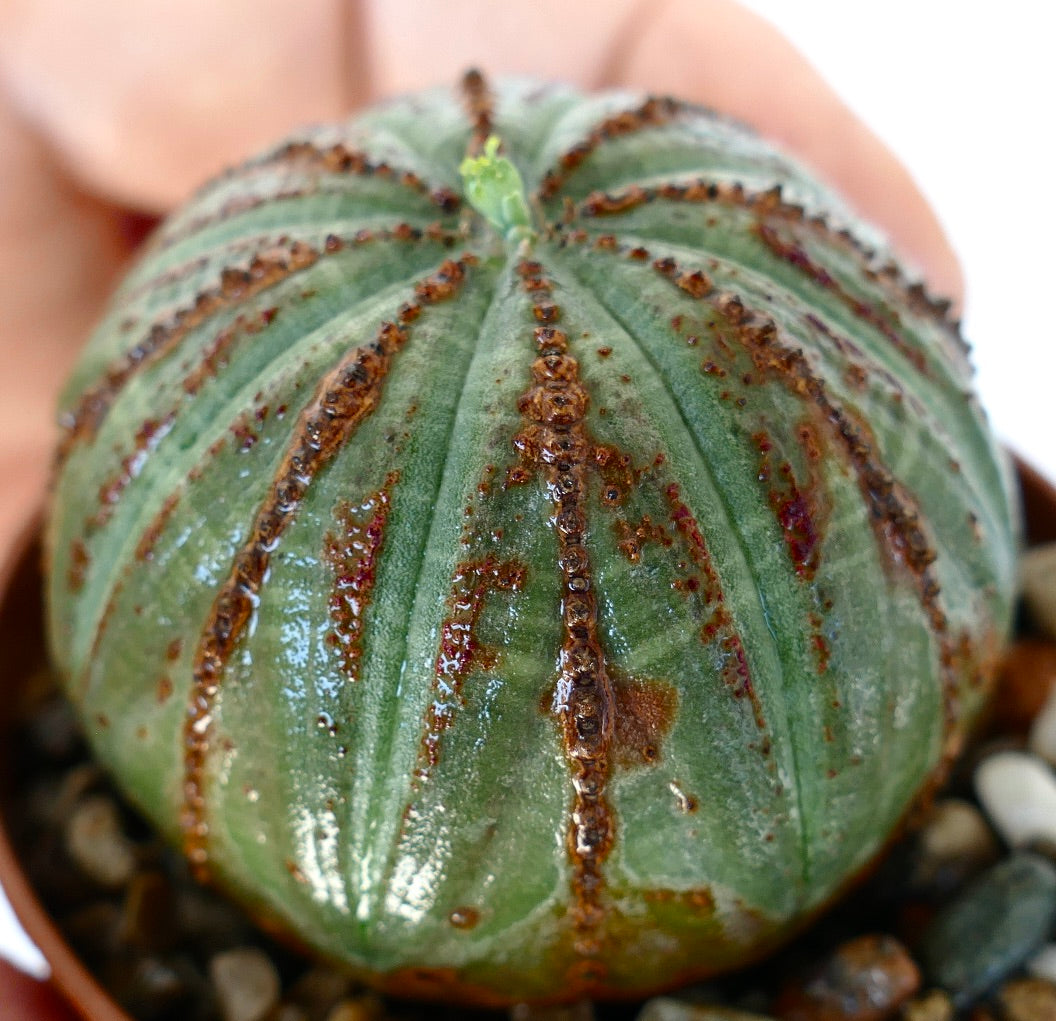 Primo piano della succulenta Euphorbia obesa, che evidenzia le sue costolature strutturate con creste rossastre e una piccola nuova gemma che emerge dalla sommità.