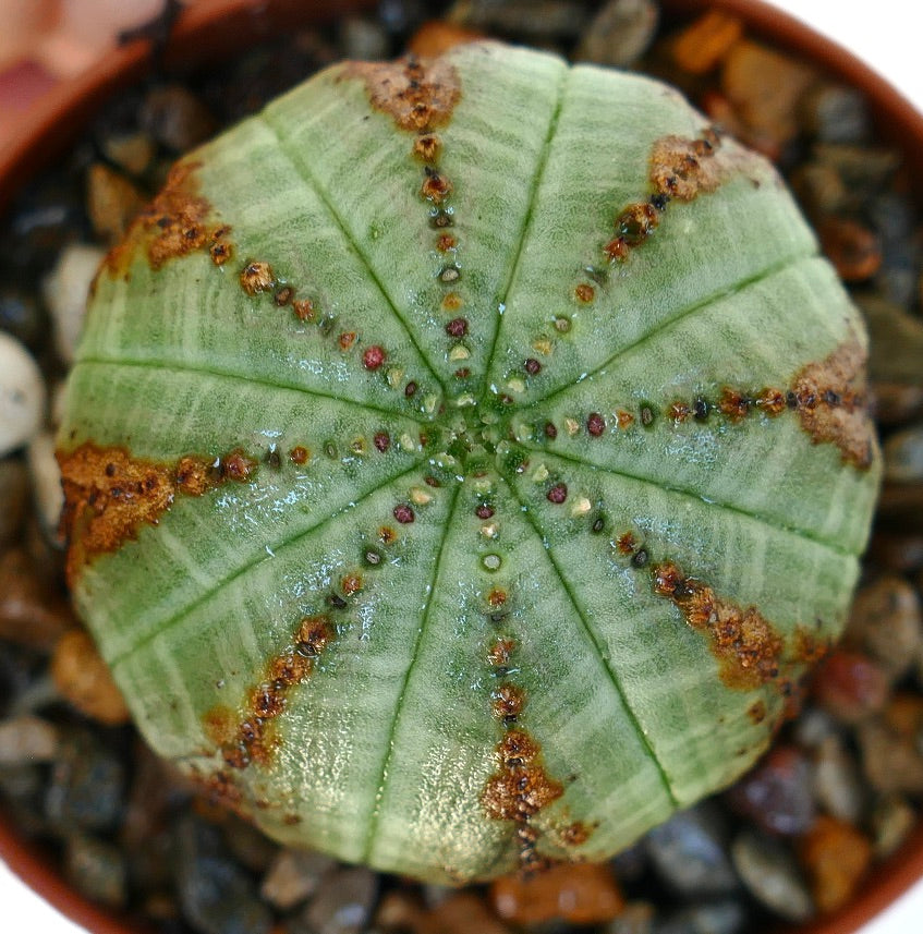 Top view of Euphorbia obesa, displaying its symmetrical ribbed segments with scattered brown spots along the ridges.