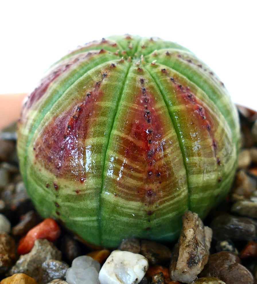 Nærbilde sidevisning av Euphorbia obesa i en potte, som fremhever dens glatte kuppelform med livlige grønne ribber og slående rød-lilla farge mellom dem.