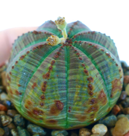 Close-up of Euphorbia obesa cactus-like succulent, rounded green form with ribbed lines and visible brown markings, blooming with tiny flowers at the top.