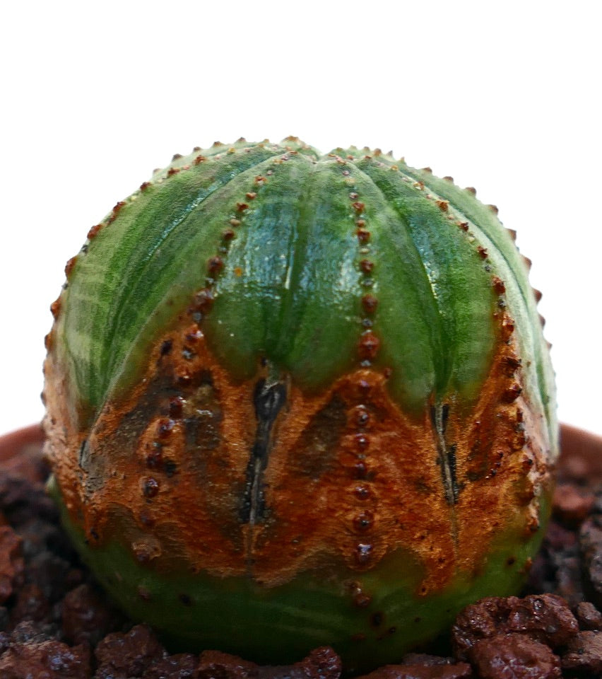 Euphorbia obesa succulent with rounded ribs and textured brown variegation on green surface
