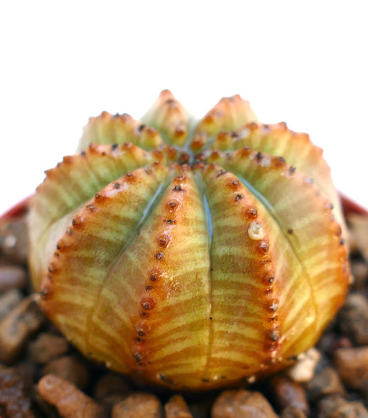 Euphorbia obesa, pianta succulenta a forma di cactus con struttura costolata e arrotondata e variegatura arancione-verde