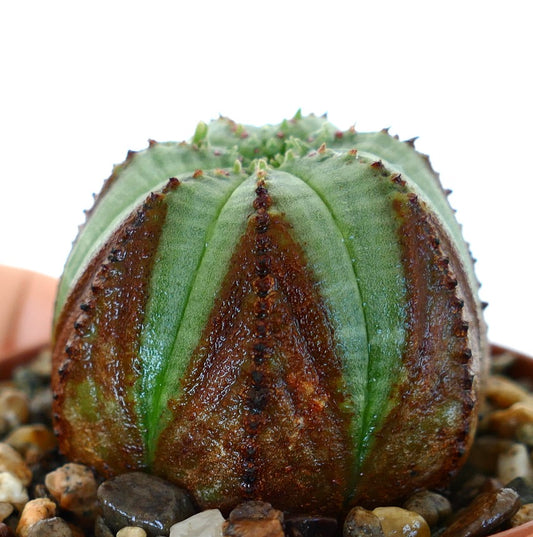 Top view of Euphorbia obesa showing its symmetrical ribbed structure with alternating green and reddish-brown sections.