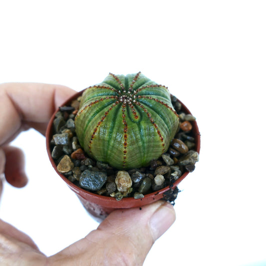 Main tenant une Euphorbia obesa en pot, mettant en valeur sa forme sphérique compacte, ses côtes vertes et ses crêtes rougeâtres ponctuées disposées en étoile.