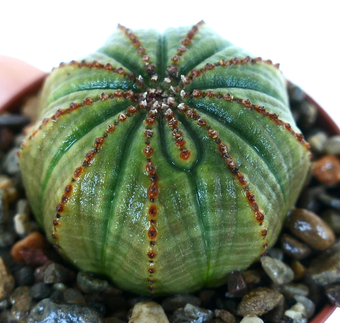 Sidevisning av Euphorbia obesa, som viser dens ribbede grønne overflate, avrundede form, og rødaktige prikkede åser som skaper en strålende stjerneeffekt.